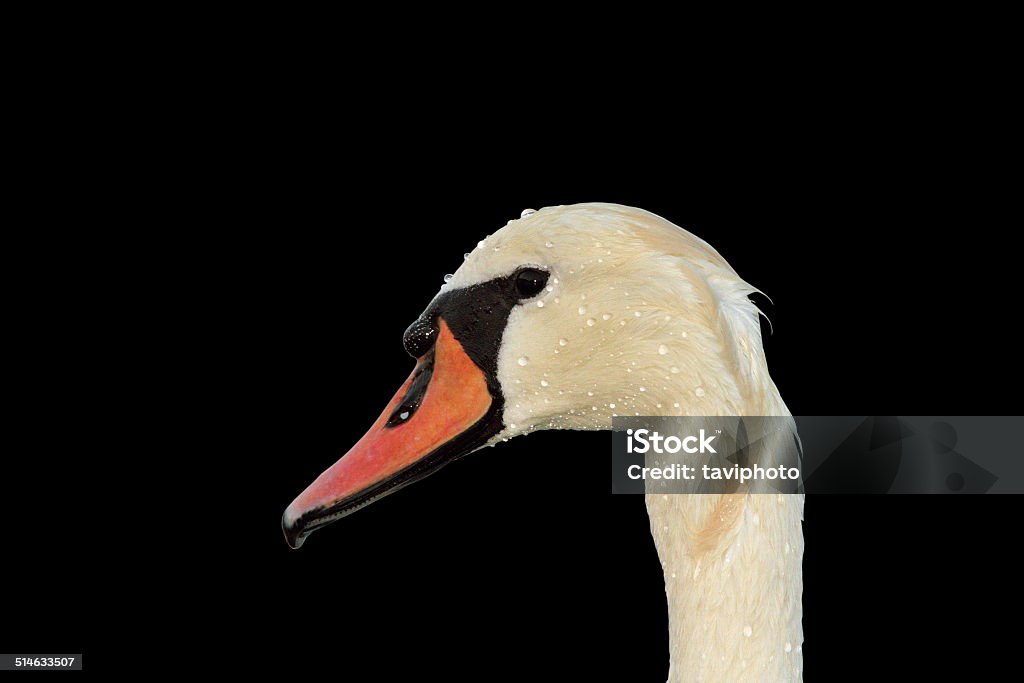 isolated mute swan portrait isolated mute swan portrait ( Cygnus olor ) over dark background Animal Stock Photo