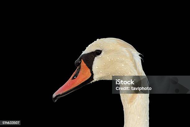 Isolated Mute Swan Portrait Stock Photo - Download Image Now - Animal, Animal Body Part, Animal Eye