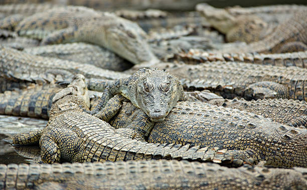 istock Pile of crocodiles 514633535