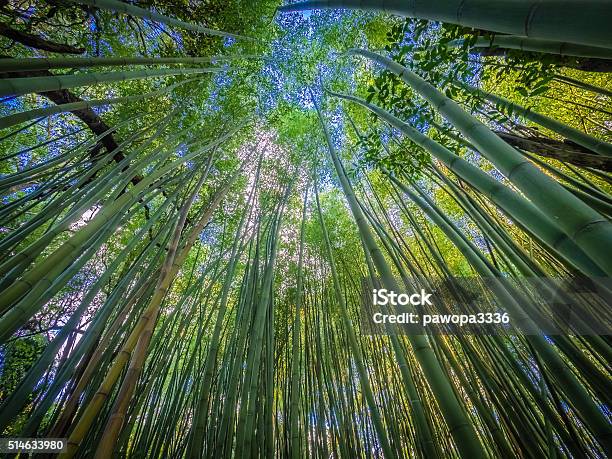 Bamboo Forest Stock Photo - Download Image Now - Autumn, Botany, Branch - Plant Part
