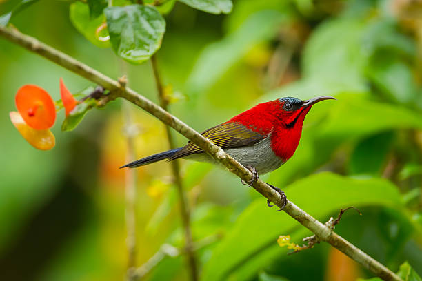istock Portrait of  Crimson Sunbird 514633999