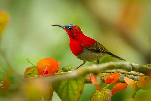 Close up of Crimson Sunbird (Aethopyga siparaja) in nature at Kitchakoot mountain national park,Thailand