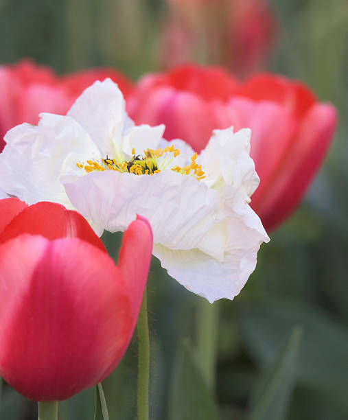 крупным планом тюльпаны с красным и белый мак - poppy pink close up cut flowers стоковые фото и изображения