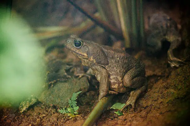 This is a horizontal, color, royalty free stock photograph of a brown Cane toad in Monteverde Costa Rica. Photographed with a NIkon D800 DSLR.
