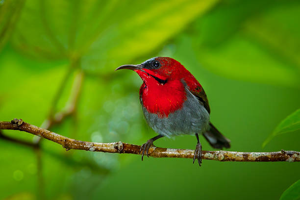 istock Close up of Crimson Sunbird 514634737