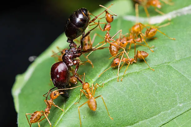 Red Ants army with black ant and carrying on green leaf