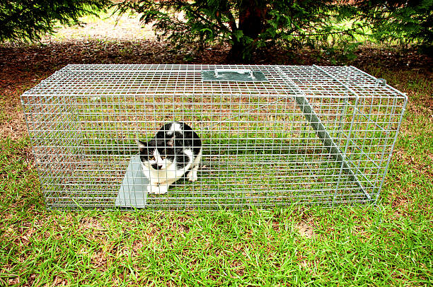 Humane Animal Trap stock photo