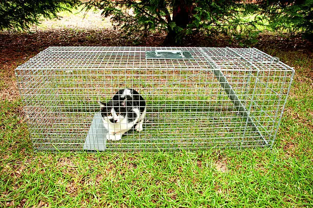 Photo of Humane Animal Trap