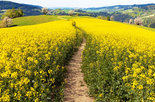 field of rapeseed (brassica napus) with rural road - plant for green energy and oil industry