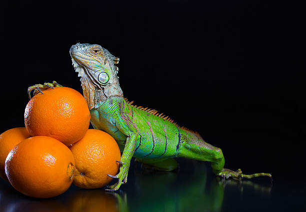зеленый игуана и кучка апельсины - orange black horizontal saturated color стоковые фото и изображения