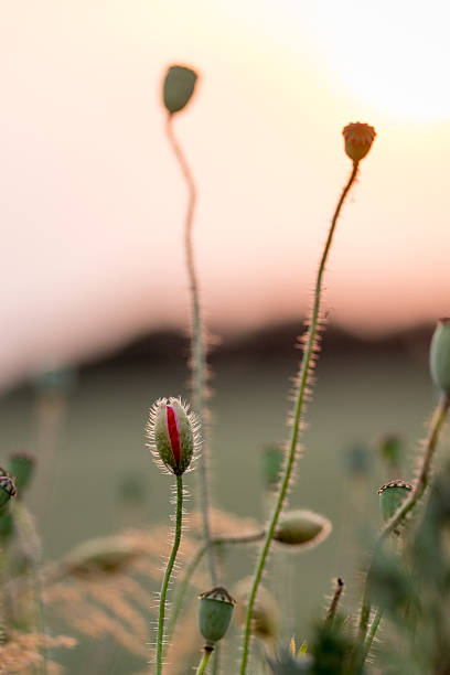 poppies - poppy bud ストックフォトと画像