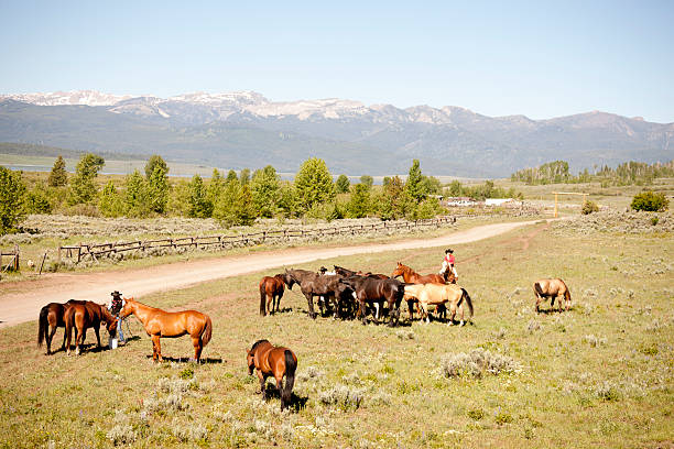 istock Yellowstone horseherders 514635859