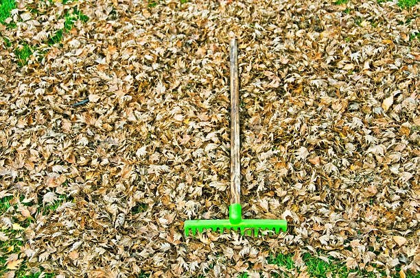 istock Rake and leaves in autumn 514636093