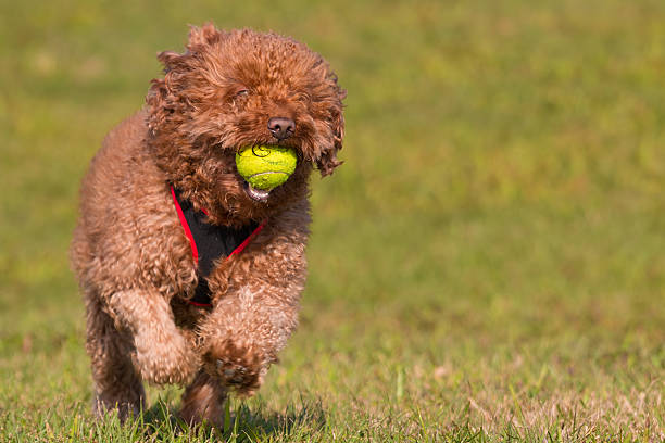 istock Chocolate poodle running with tennis ball 514638882