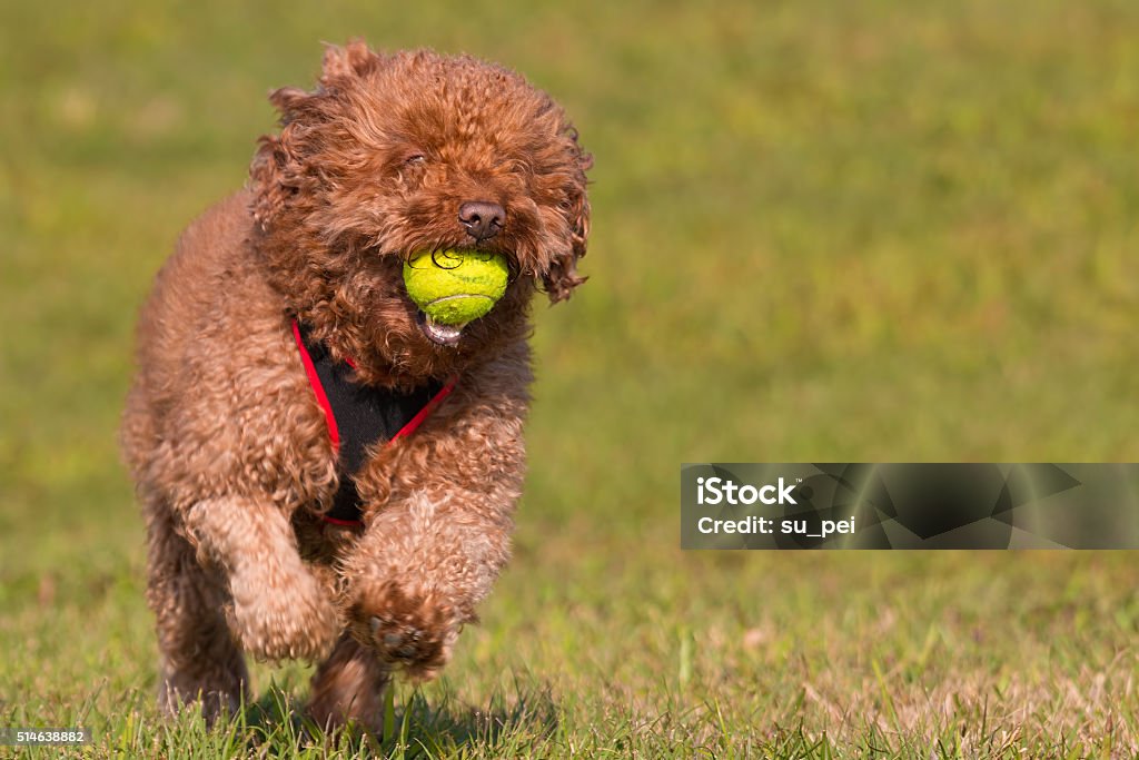 Chocolate poodle running with tennis ball Activity Stock Photo