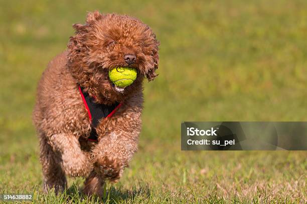 Chocolate Poodle Running With Tennis Ball Stock Photo - Download Image Now - Activity, Animal, Animal Hair