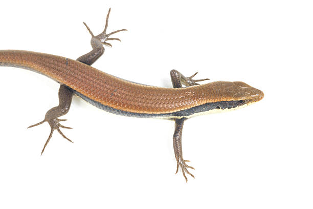 istock Close up of a colorful wild lizard (Agamidae) 514640156