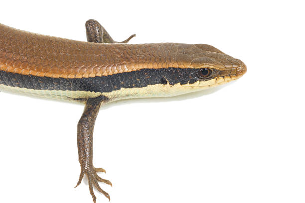 istock Close up of a colorful wild lizard (Agamidae) 514640158
