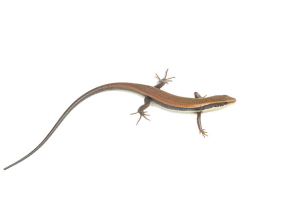 istock Close up of a colorful wild lizard (Agamidae) 514640174