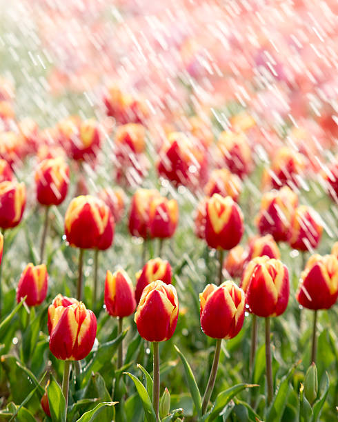 istock Tulips on a sunny field in spring 514640768