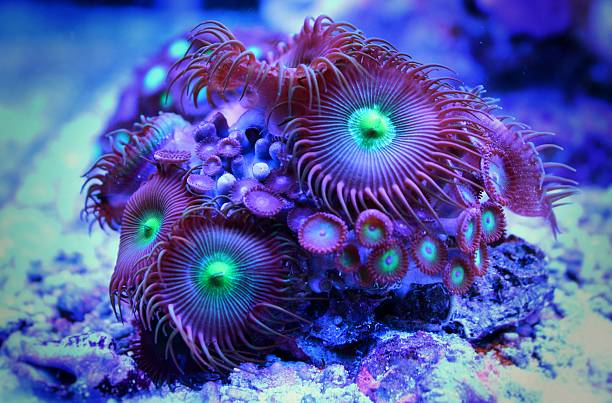 istock polyp coral in reef aquarium 514642258