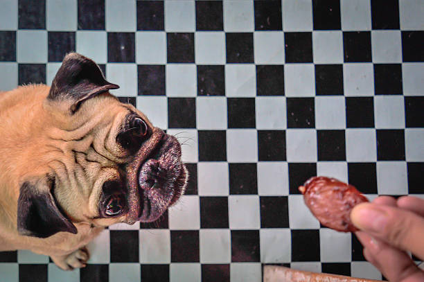 istock Fawn Coloured Pug Dog Looking Hungrily At Salami 514642428