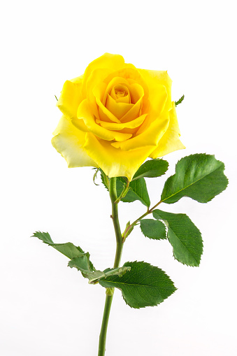 Beautiful bouquet of yellow roses on light table outdoors. Space for text