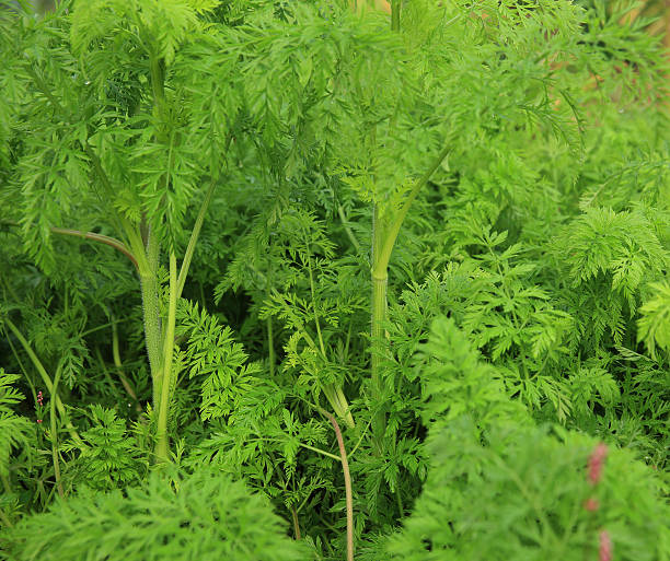 istock green carrots plants in growth at garden 514642610