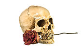 Dry red rose in teeth of human skull on white
