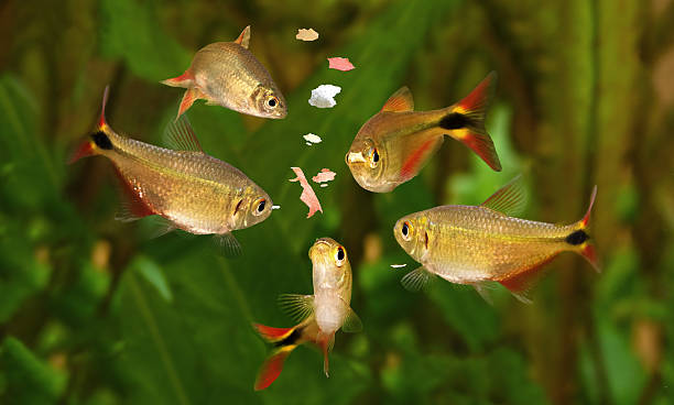 feeding swarm buenos aires tetra aquarium fish eating flake food Eating aquarium fish swarm buenos aires tetra aquarium fish eating flake food fish food stock pictures, royalty-free photos & images