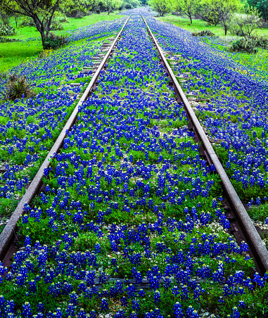 Bluebonnet wildflowers and old railroad track near Llano Texas