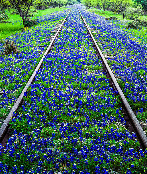 Bluebonnet wildflowers and old railroad track near Llano Texas Bluebonnet wildflowers and old railroad track near Llano Texas texas bluebonnet stock pictures, royalty-free photos & images