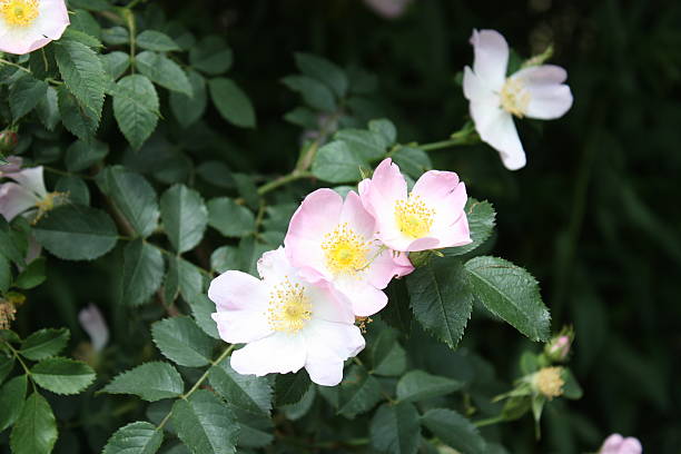 istock Pink blossoms rosehips in nature 514644646