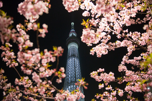 Tokyo Skytree with Sakura.
