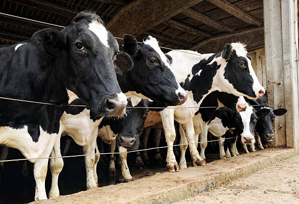 istock Row of dairy cows penned in a barn 514645594