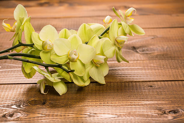istock Orchid flowers on wooden background 514645612