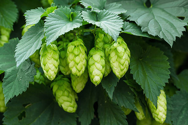 Green hops stock photo