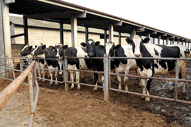 zeile des holstein milchkühe in einem feedlot - holstein stock-fotos und bilder