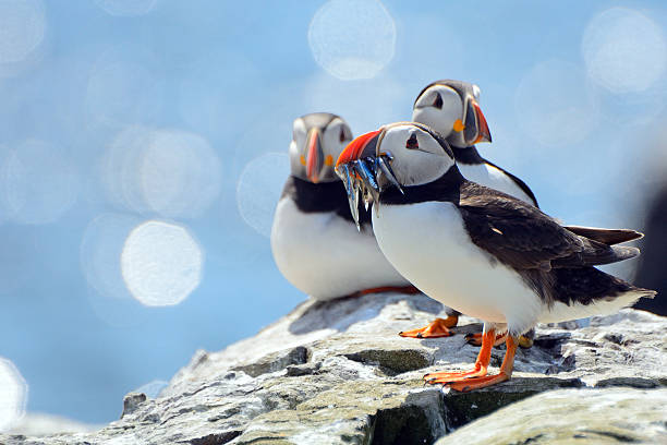 Atlantic puffins Atlantic puffins in Farne Islands Nature Reserve, England. northumberland stock pictures, royalty-free photos & images
