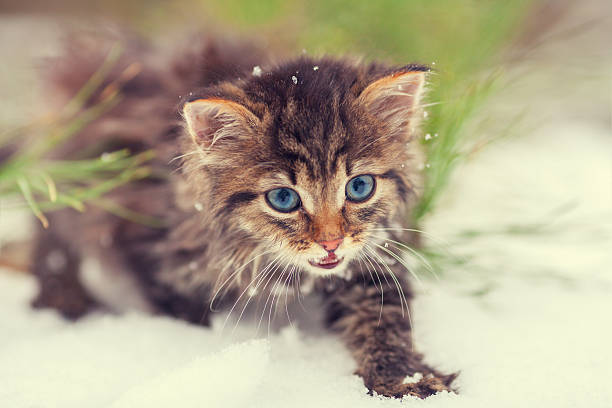istock Little kitten walking in snow 514647428