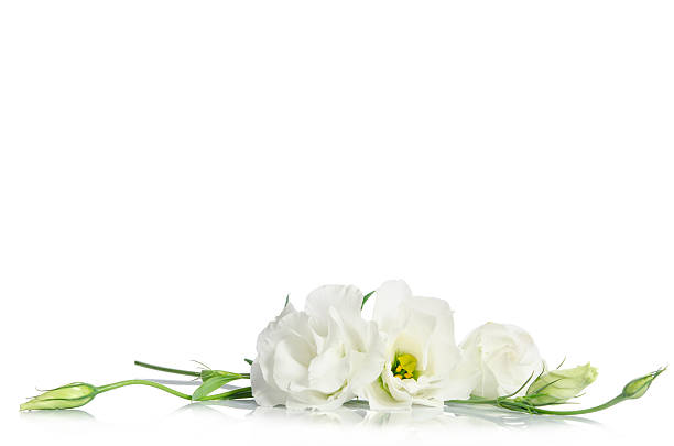 istock Beautiful eustoma flowers isolated on white background 514647982