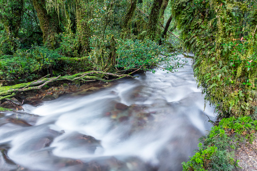 Enchanted bosque, Queulat Parque Nacional (Chile photo