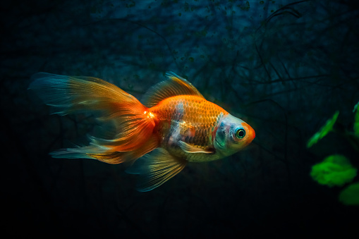 Close up of gold fish in natural look aquarium. Focus on goldfish with scenery that resembles of river bottom with plants in blurred background.