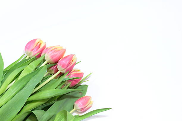 istock Red and yelow  tulips 514649282
