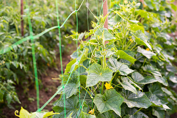 tagliato i fiori, foglie e vigneti serpillo - cucumber vegetable plant single flower foto e immagini stock