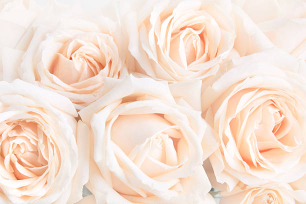 istock Soft full blown delicate roses as a neutral background. 514649684