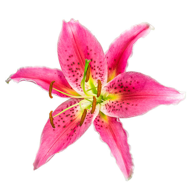 Macro picture of romantic pink lily isolated on white