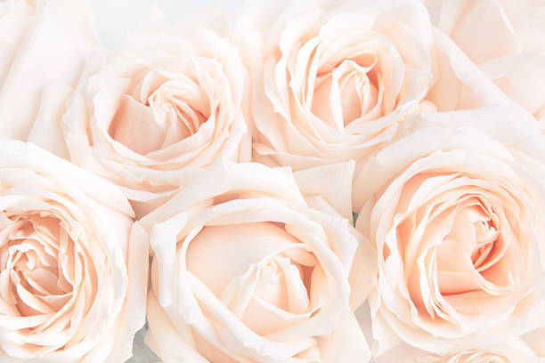istock Soft full blown delicate roses as a neutral background. 514649760
