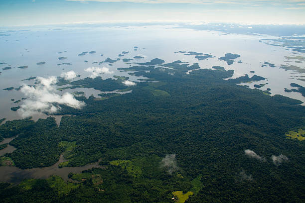 vista sul fiume orinocco - river aerial view delta rainforest foto e immagini stock