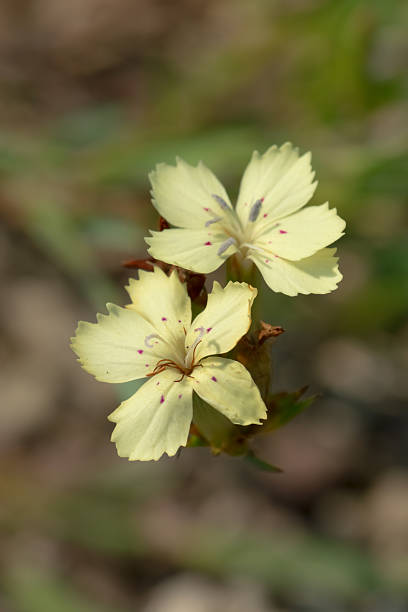 Cтоковое фото Гвоздика-цветок Knappii, Caryophyllaceae, Западных Балканах